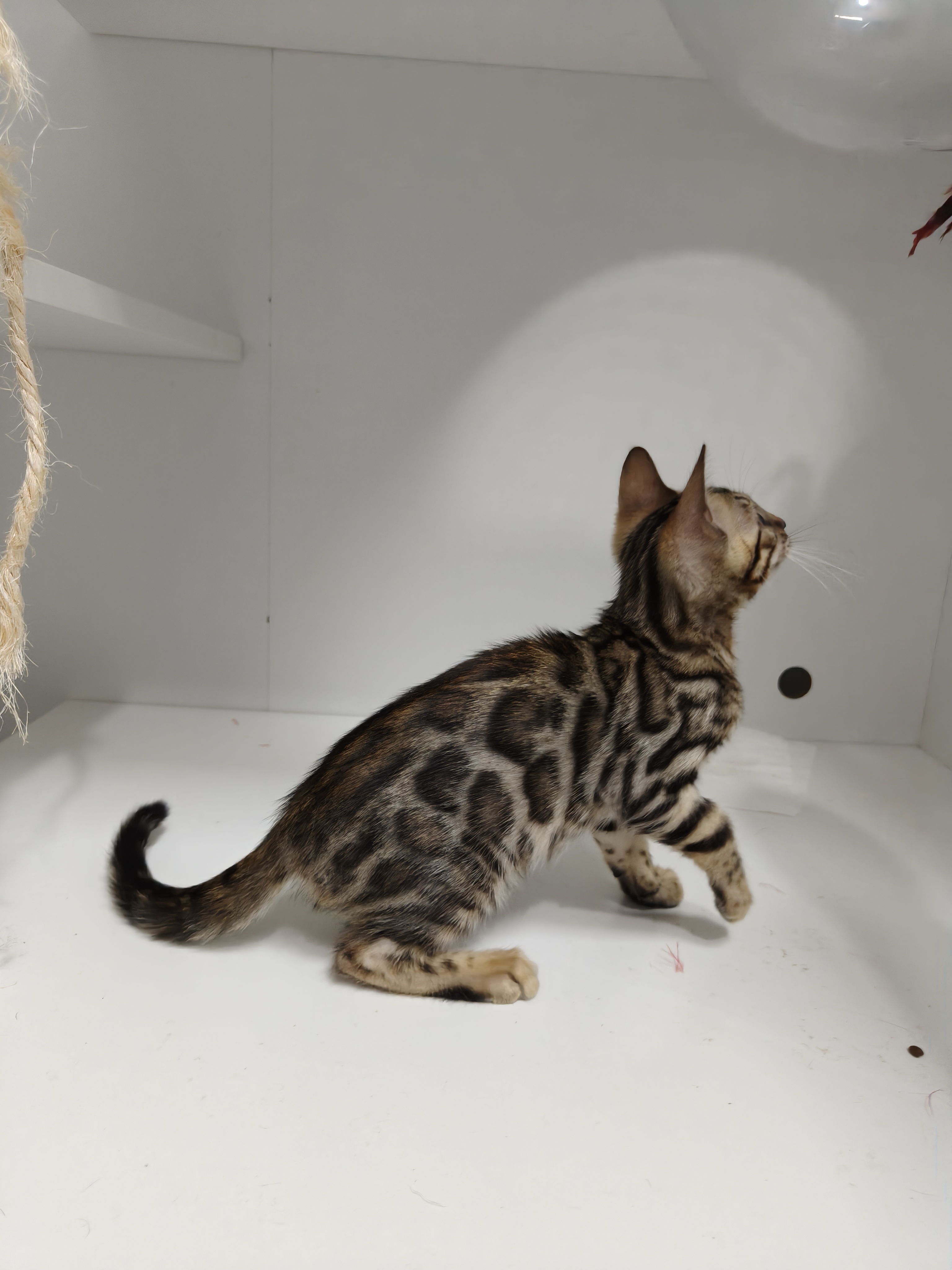 孟加拉豹猫弟弟，5月17出生，全款1800